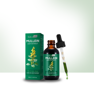 Mullein Leaf Extract - Lung & Airway Detox